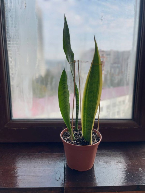 Сансиверия домашнее растение