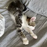 Котёнок 2
