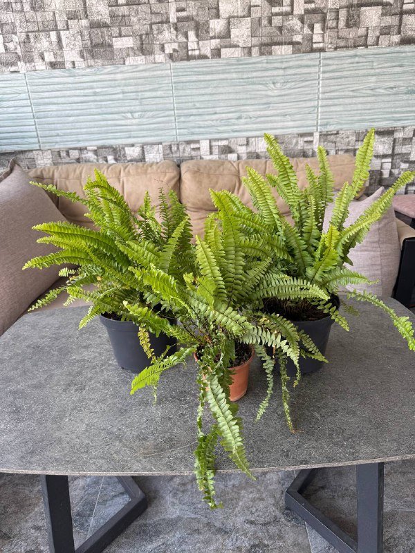 Алоказия крупнолистная, Папоротник, Эпипремниум 2