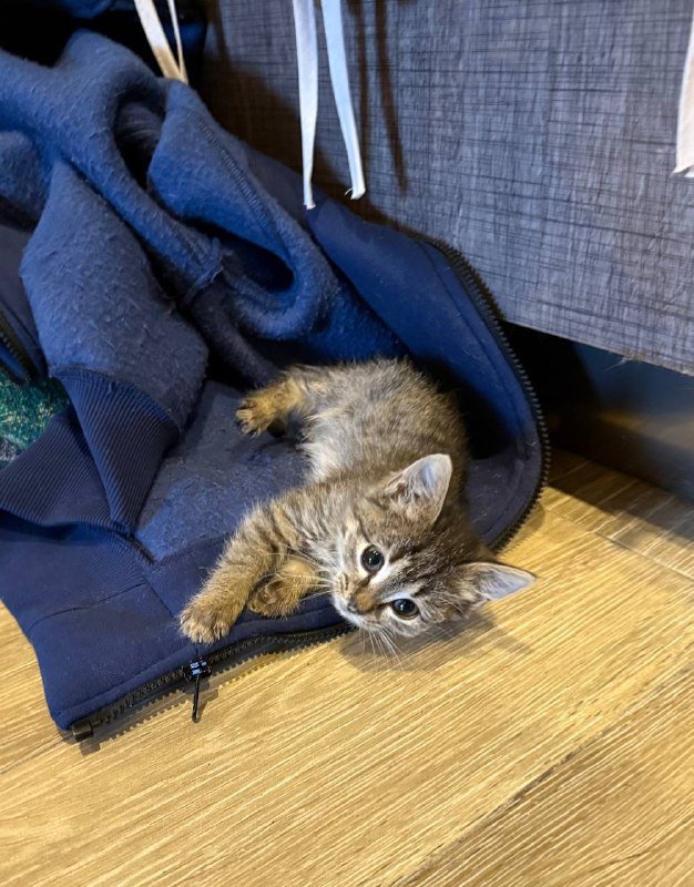 Котенок девочка 1.5 месяца, приучена к лотку 2