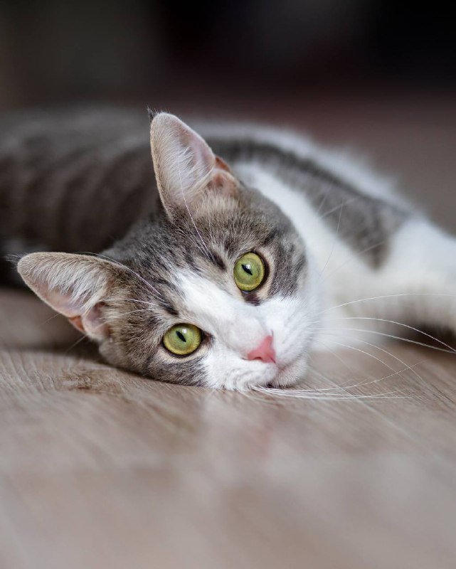 Кошка Гаечка для доброго дома