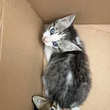 Котята 7