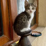 Котенок 4