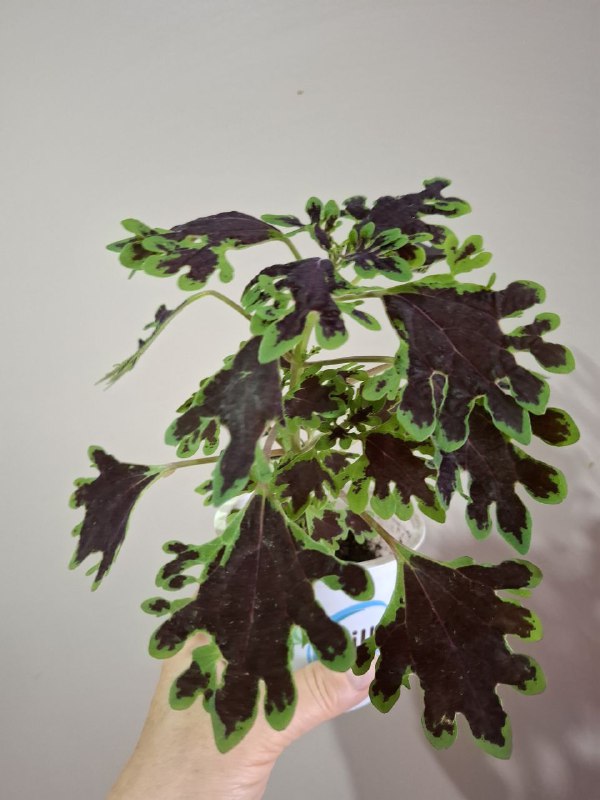 Фикусы, клеродендрум, папоротник, бегония, колеус, традесканция, марана с горшком 5