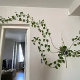 Pothos plants 1