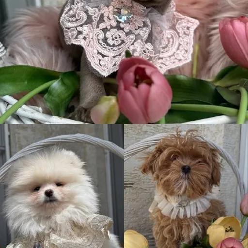 Щенки разных пород