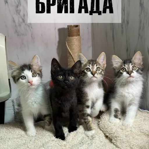 Котята
