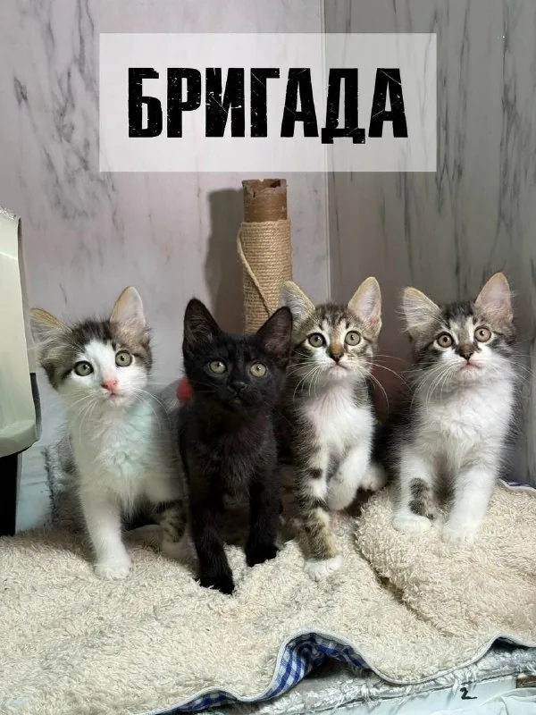 Котята 1