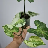Комнатные растения: роули, руэлия, оксалис и другие 4