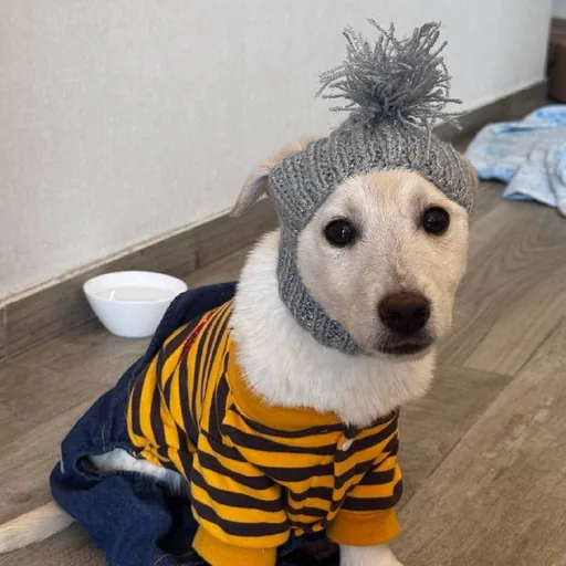Щенок, девочка, ищет дом