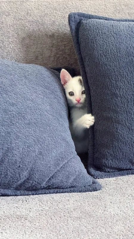 Котик 1