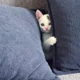 Котик 1