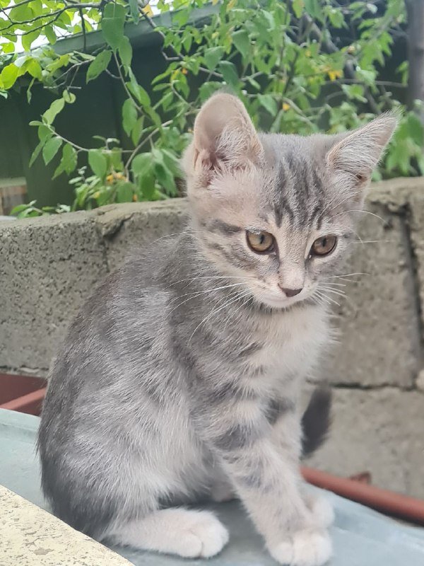 Котята ласковые и милые 6