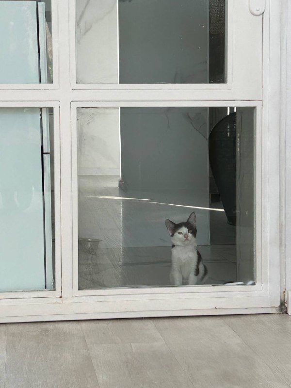 котенок Тюша с переноской, домиком и игрушками 3