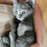 Серая кошечка-котенок 2