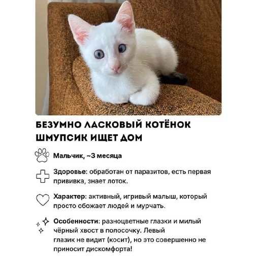 Котёнок Шмупсик