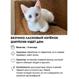 Котёнок Шмупсик 1