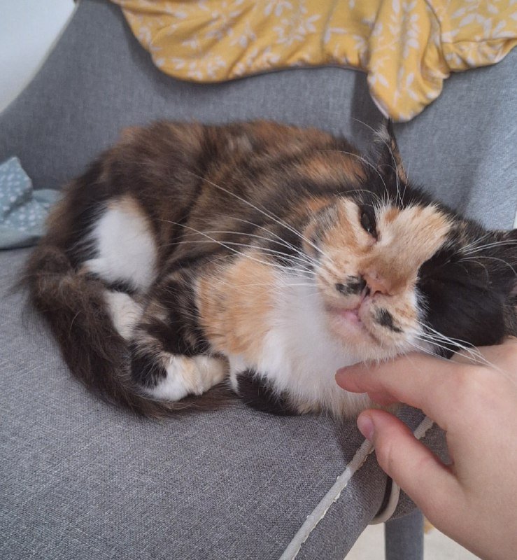 Трёхцветная кошка Юми ищет дом 2