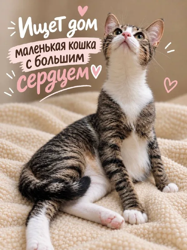 Kitten looking for a home 1