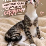 Kitten looking for a home 1