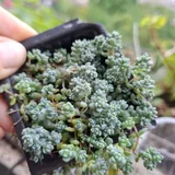 Суккуленты 6
