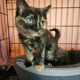 Котята 3