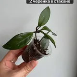 Комнатные растения, цветы, папоротник Адиантум, хойя, пеперомия 3
