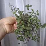 Комнатные растения 2