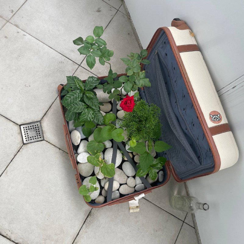 Композиция растений и камней в чемодане 2