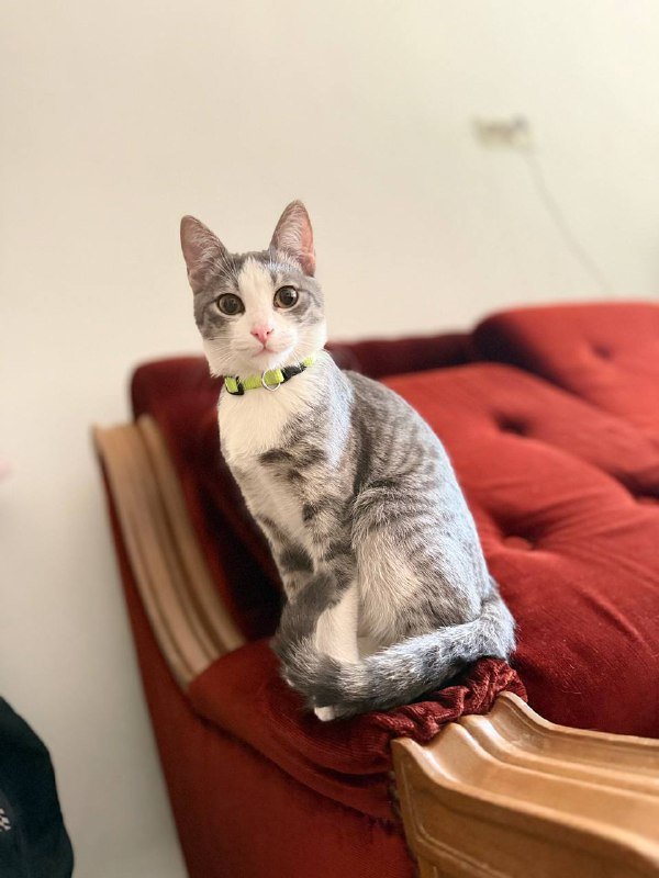 Котенок около 7 месяцев ищет дом