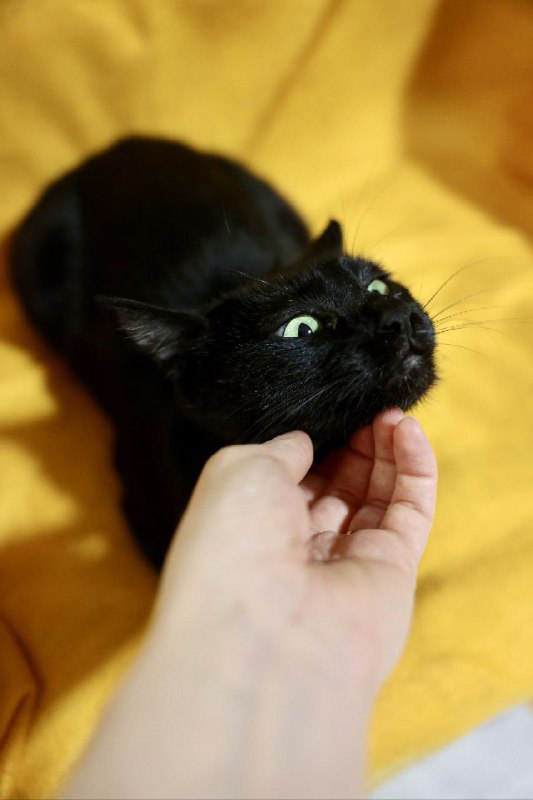 Черная кошка Даниэлла для взрослой жизни 4