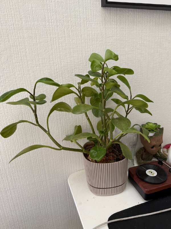 пеперомии в горшках 2