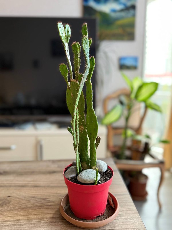 Кактус