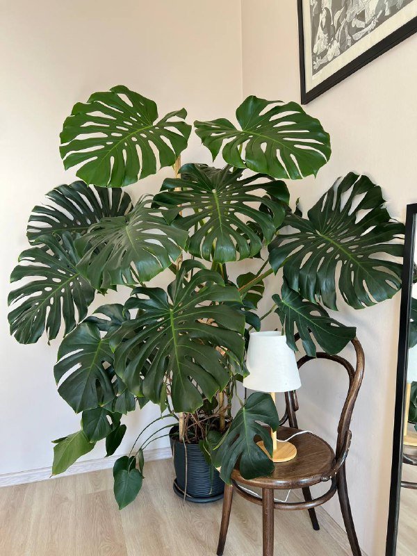 Набор садовой мебели со столом и двумя стульями 4