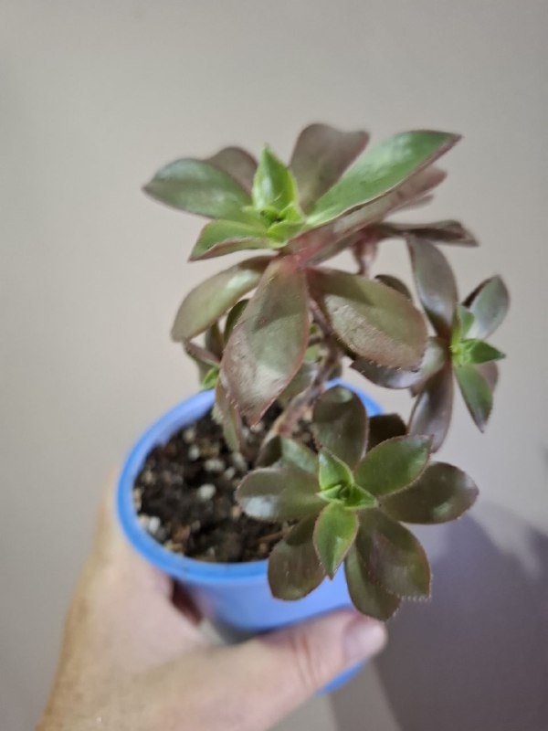 Монстера, Эуфорбия, Сингониум, Аспарагус, Композиция, Фикус 10