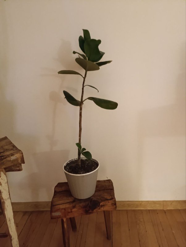 зеркало, мангал, фикусы 4