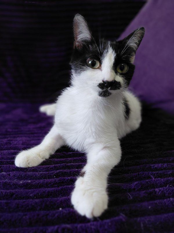 Котенок девочка Бусенька