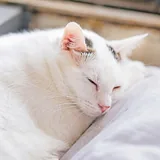 Ласковая стерилизованная кошка Тильда 5