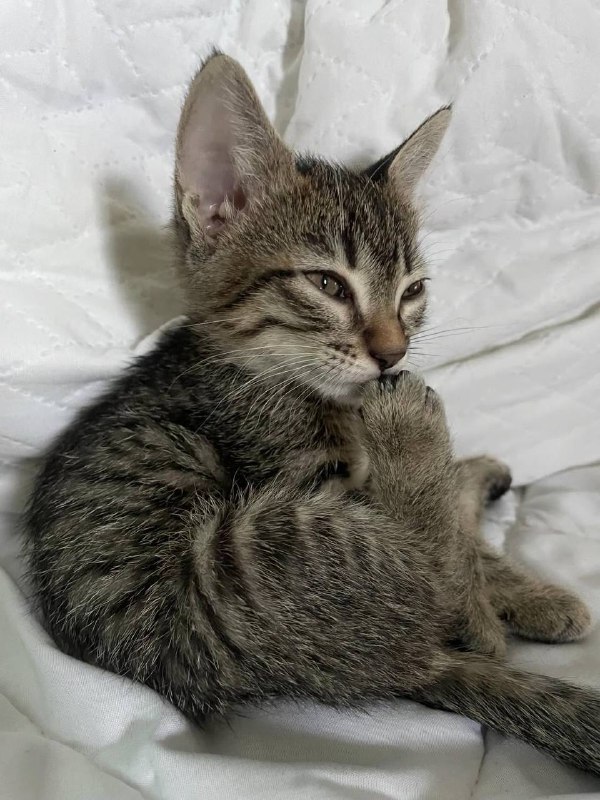 Котята девочки, почти 2 месяца, ищут дом 7