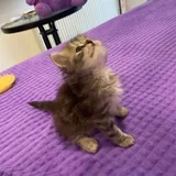 Шотландские котята 9