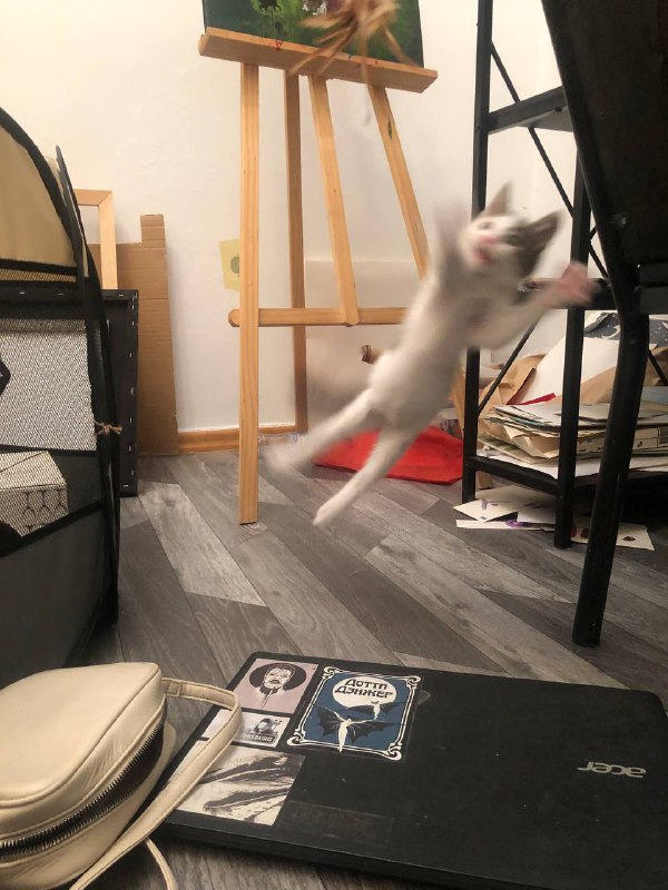 Котёнок Валькирия для дома 6