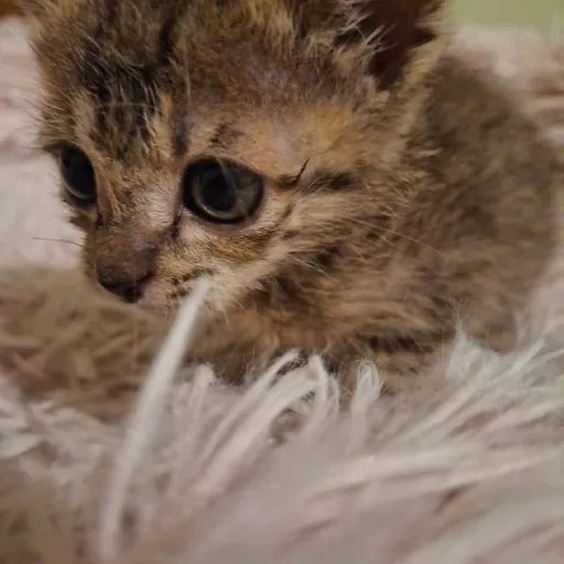 Котёнок с домиком и когтеточкой