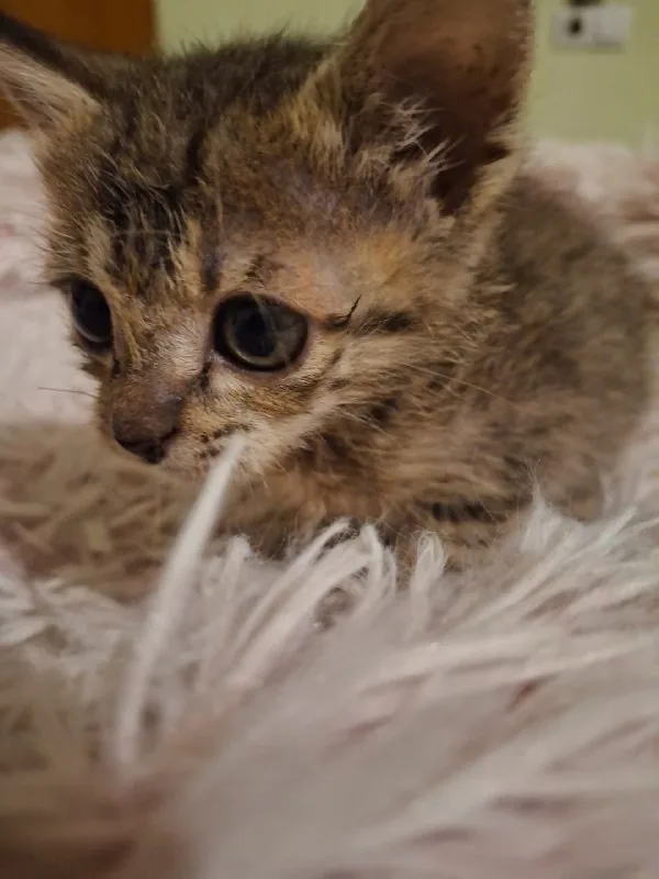 Котёнок с домиком и когтеточкой 1