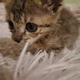 Котёнок с домиком и когтеточкой 1