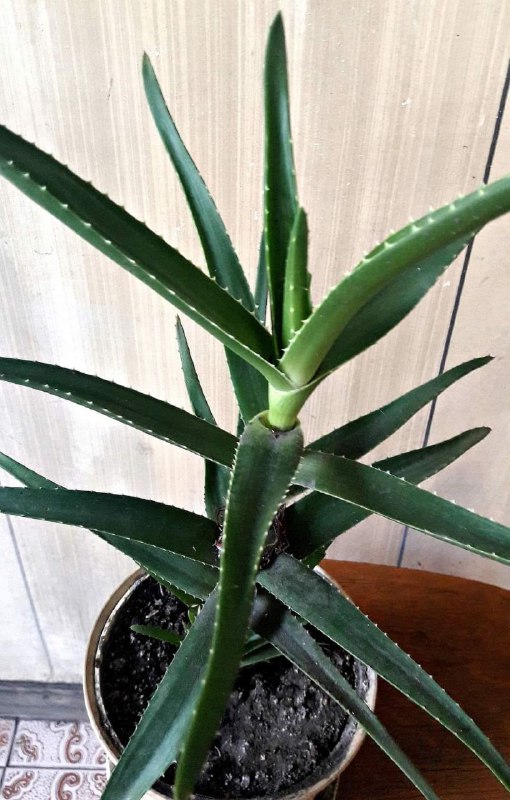 Aloe