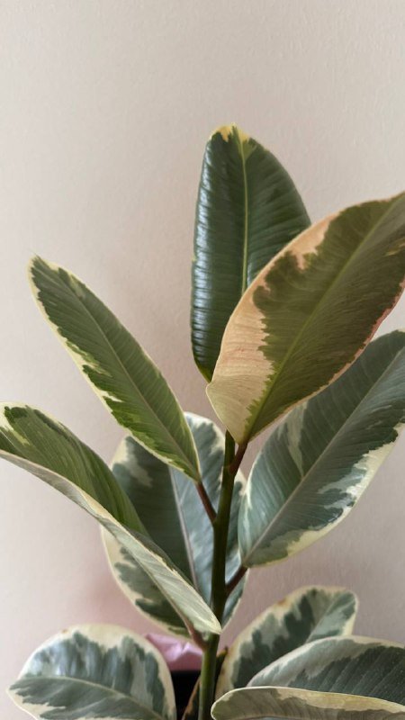 Фикус эластика 2