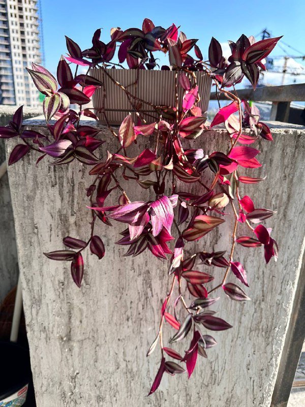 Комнатные растения: традесканция, кофе арабика, цитрусы, авокадо, цикламены, пуансеттия, азалия, хризантемы, мушмула 7