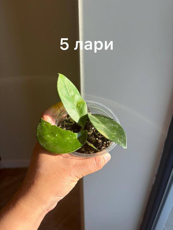 коллекция домашних цветов 10