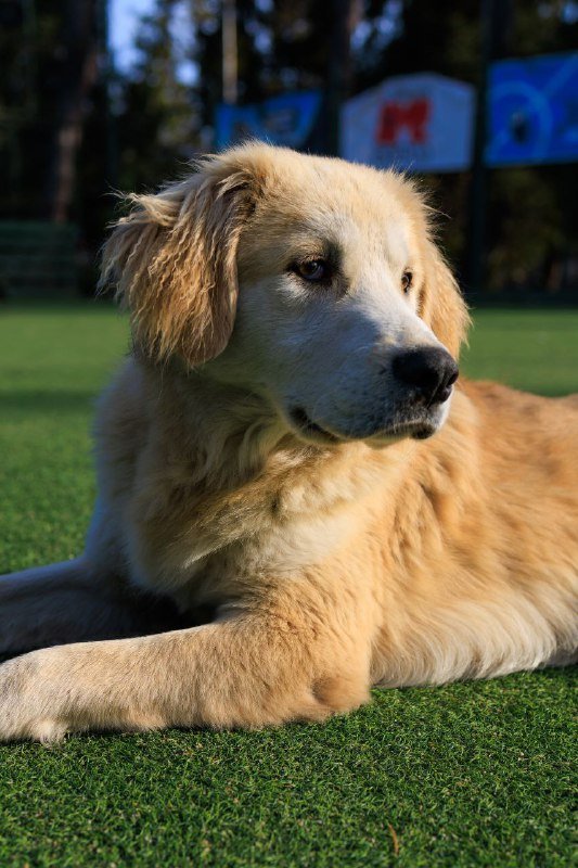 Подросток-собака для пристройки, помощь ветеринарная 3