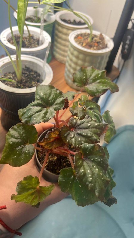 Фикус Лирата, бегония гибрид рекс